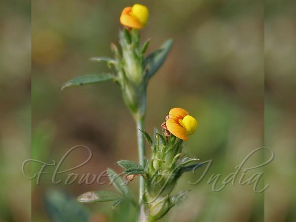 Shrubby Pencil-Flower